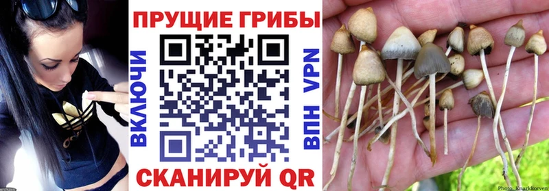 Галлюциногенные грибы Psilocybine cubensis  Невельск 